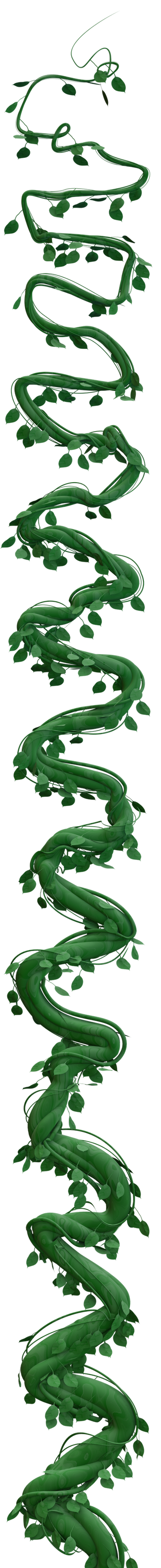 Long, twisting beanstalk thick at the bottom and thin at the top