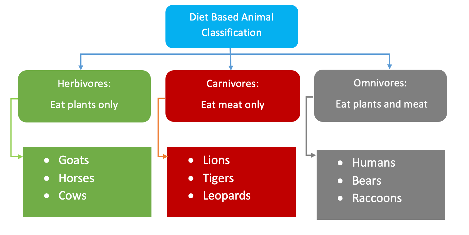 Concept map of animals